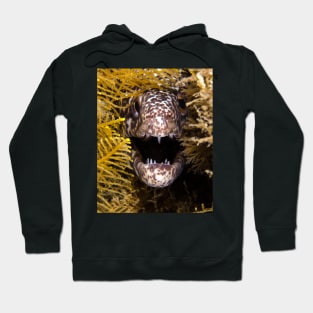 Moray Fangs Hoodie